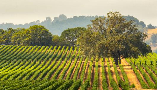 Sonoma's Secrets: Soil and Sun