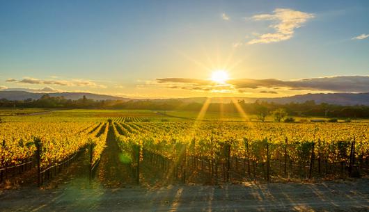 The 2019 Sonoma Harvest Music Festival Lineup and Set Times Are Here