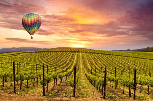 Sonoma vs. Napa: Which Wine Country Region is Best For You
