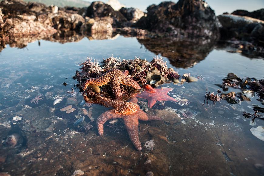 Tide Pools in Northern California You Need to See