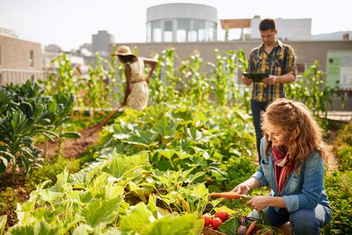 All You Need To Know About Urban Farming in San Francisco