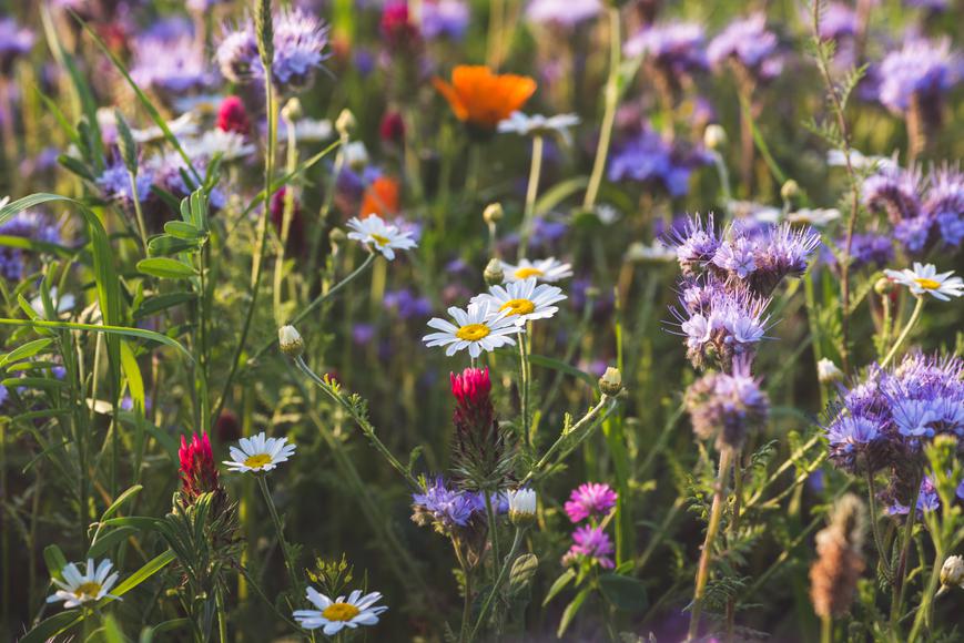 11 Wildflower Hikes to Take in California
