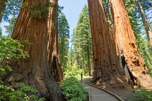 A Guide to Calaveras Big Trees State Park