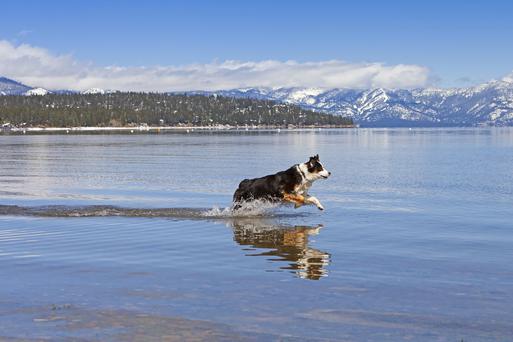 The Dog-Friendly Beaches in Lake Tahoe to Visit Next