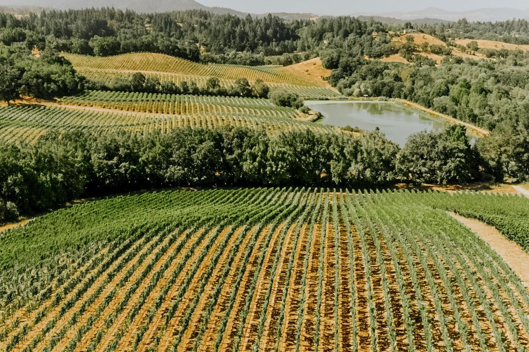 Sonoma Valley vineyards surround the gorgeous property.